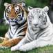 Couple de tigres majestueux