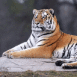 Tigre qui prend la pose