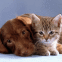 Chien et chat mignons  croquer