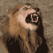 Lion rugissant