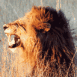 Lion gueule ouverte de profil (Botswana)