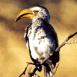 Oiseau (Botswana)