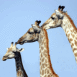 Girafes en rang serr